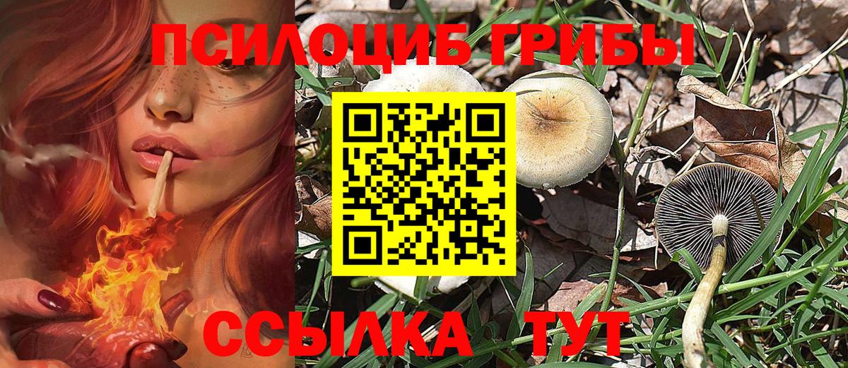 Галлюциногенные грибы Psilocybine cubensis Северодвинск